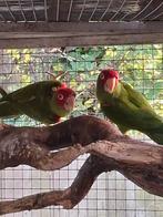 1-1 quayaquil parkieten, Dieren en Toebehoren, Meerdere dieren, Parkiet, Geringd