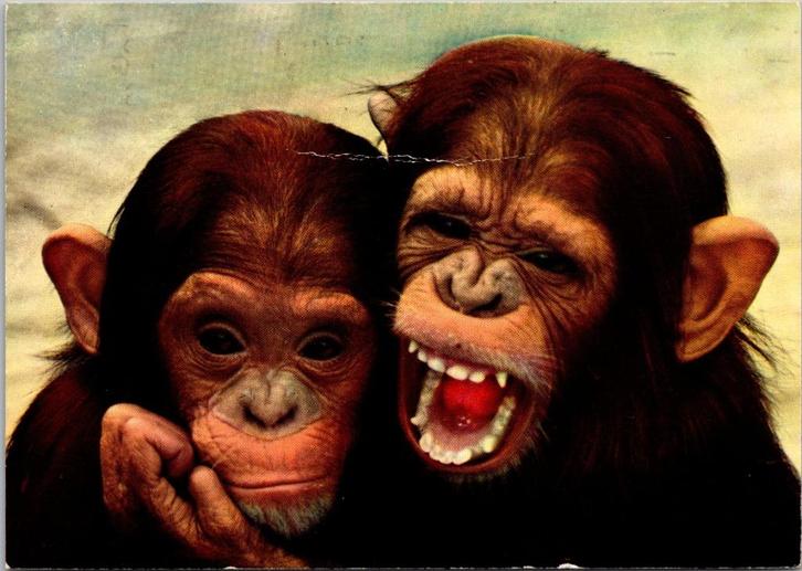 Beekse Bergen Safaripark Hilvarenbeek - 6 ansichtkaarten, Verzamelen, Ansichtkaarten | Nederland, Gelopen, Noord-Brabant, 1960 tot 1980