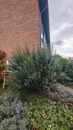 Osmanthus (denk ik) te koop., Ophalen, Volle zon, Overige soorten, Minder dan 100 cm