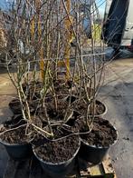 Krenteboom struiken hoog 160/180  bloemen wit vol in knop, Tuin en Terras, Ophalen, Overige soorten, Struik, 100 tot 250 cm