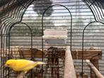 Kanarie man, Dieren en Toebehoren, Vogels | Kanaries, Mannelijk, Kleurkanarie