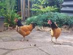 2 mooie Vorwerk (kriel)kipjes, Dieren en Toebehoren, Pluimvee, Vrouwelijk, Kip