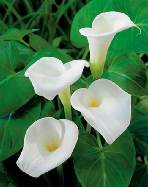 planten voor de vijver ,zuurstof planten, waterlelie,, Tuin en Terras, Planten | Tuinplanten, Vijverplanten, Volle zon, Zomer