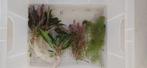 Aquarium planten, Dieren en Toebehoren, Ophalen, Plant(en), Steen of Hout