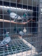 Postduif, Dieren en Toebehoren, Vogels | Duiven, Meerdere dieren, Postduif