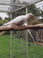 Te koop koppel witte princess of wales, Dieren en Toebehoren, Vogels | Parkieten en Papegaaien, Meerdere dieren, Parkiet, Geringd