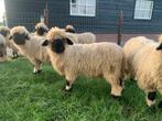 Goedgekeurde Walliser Schwarznase ram., Dieren en Toebehoren, Schapen, Geiten en Varkens, Mannelijk, Schaap