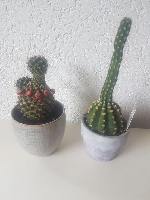Cactussen 2 x cactus in pot, zie foto's en omschrijving., Huis en Inrichting, Kamerplanten, Cactus, Minder dan 100 cm, Bloeiende kamerplant
