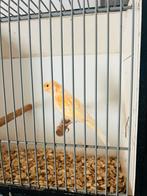 Mozaïek zing kanarie, Dieren en Toebehoren, Vogels | Kanaries, Mannelijk