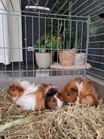 Jonge cavia's, 5 wkn oud, Dieren en Toebehoren, Knaagdieren, September, Mannelijk, Cavia