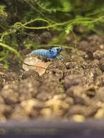 Blue bolt  Caridina garnalen, Dieren en Toebehoren, Vissen | Aquariumvissen, Zoetwatervis, Kreeft, Krab of Garnaal, Schoolvis