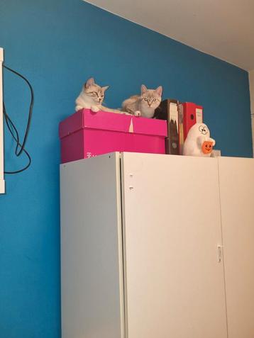 Kittens Britse Korthaar vader  & X Turkse Van Ragdoll moeder beschikbaar voor biedingen