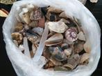 Verzameling schelpen, Verzamelen, Mineralen en Fossielen, Schelp(en), Ophalen of Verzenden