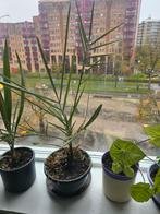 Kamerplant, Ophalen, Halfschaduw, Minder dan 100 cm