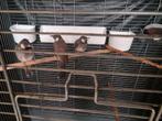 BuulBuul Witoor  Vogels, Dieren en Toebehoren