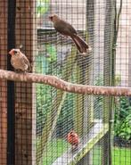 Jonge rode kardinalen te ruil of te koop, Dieren en Toebehoren, Vogels | Overige Vogels, Mannelijk