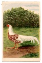 Roodgez. Yokohama hen illustrator CS Th van Gink, Verzamelen, Ansichtkaarten | Themakaarten, Ophalen, Ongelopen, Overige thema's