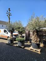 PAASKORTING: MINSTENS 10% KORTING OP AL ONZE OLIJFBOMEN, In pot, Halfschaduw, Ophalen of Verzenden, 100 tot 250 cm