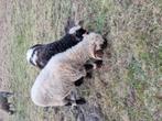  Walliser Schwarznase ram, Dieren en Toebehoren, Mannelijk, Schaap