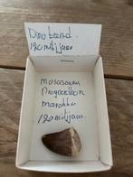 Mosasaurus tand 120 miljoen jaar oud, Verzamelen, Mineralen en Fossielen, Ophalen, Fossiel