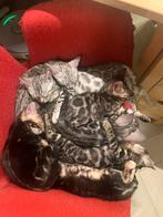 Bengaal bengalse kittes, Dieren en Toebehoren, Katten en Kittens | Overige Katten, Meerdere dieren, Kortharig, 0 tot 2 jaar