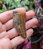 Carcharodontosaurus kem kem Marokko fossiel dinosaurus, Ophalen of Verzenden, Fossiel