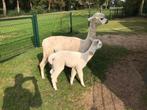 Alpaca merrie met merrie veulen, Dieren en Toebehoren, Overige Dieren, Augustus, Vrouwelijk