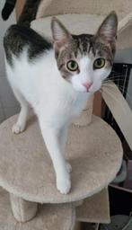 Zorro en Zeus zijn 2 lieve broers van 16 maanden, Dieren en Toebehoren, Katten en Kittens | Overige Katten, Kater, Kortharig, 0 tot 2 jaar