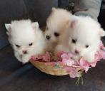 Deze 3 schattige pomeriaantjes zoeken een gouden mandje, Dieren en Toebehoren, Honden | Poolhonden, Keeshonden en Oertypen, Keeshond