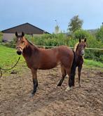 Newforest D-pony, Dieren en Toebehoren, Pony's, Merrie, Gechipt, Springpony, 3 tot 6 jaar