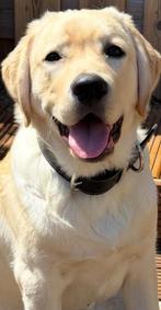 Labrador Retriever zoekt een nieuw baasje, Dieren en Toebehoren, 15 weken tot 1 jaar, Reu, Rabiës (hondsdolheid), Labrador retriever