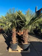 Palmbomen, 100 tot 250 cm, Zomer, Palmboom, Ophalen
