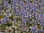 Ajuga donkerrode bodembedekker met paarse bloempjes, Ophalen, Vaste plant, Bodembedekkers, Halfschaduw