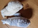 ZACHTE ZEEHONDJES PLUCHE 2x, Ophalen of Verzenden, Overige typen