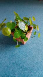 Pannenkoek plantje +  houten potje, Ophalen of Verzenden, Halfschaduw, Minder dan 100 cm