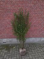 Ligustrum ovalifolium haagligustrum tot 175 cm hoog, Bloeit niet, Halfschaduw, 100 tot 250 cm, Overige soorten