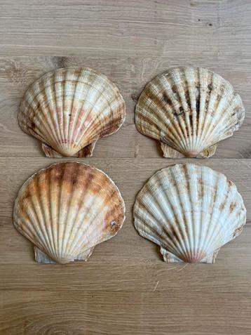 4 Uitzonderlijk grote Sint Jacobs schelpen 15,5 cm.😳😳 beschikbaar voor biedingen