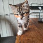 Maine coon   X   ragdoll, Dieren en Toebehoren, Poes, Ontwormd