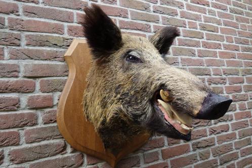 Schitterend groot opgezet wilde zwijnen kop, Verzamelen, Dierenverzamelingen, Zo goed als nieuw, Opgezet dier, Wild dier, Ophalen of Verzenden