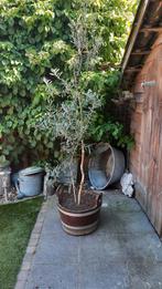 Olijf in bak, Tuin en Terras, Ophalen, Volle zon, Overige soorten, 100 tot 250 cm