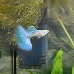 Raszuivere albino blue singa guppen, Dieren en Toebehoren, Vissen | Aquariumvissen, Vis