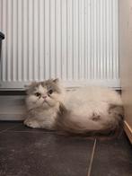 Lieve Brits korthaar(dik haar) kater, Dieren en Toebehoren, Katten en Kittens | Raskatten | Korthaar, Kater