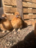 Zijdehoen haantje, Dieren en Toebehoren, Mannelijk, Kip