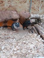 Hele leuke gerbil vrouwen, Januari, Vrouwelijk, Overige typen