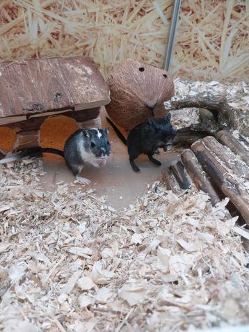 Hele leuke gerbil vrouwen beschikbaar voor biedingen