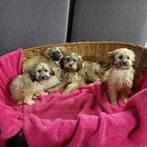 SINTKADO !!!!!!!   MINI DOODLE PUPS, Dieren en Toebehoren, Honden | Chihuahua's en Gezelschapshonden, Poedel, Nederland, CDV (hondenziekte)