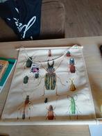 Vintage poster insect, Ophalen of Verzenden, Zo goed als nieuw