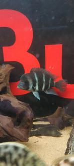 Trio Frontosa s, Ophalen, Zo goed als nieuw, Plant(en), Steen of Hout