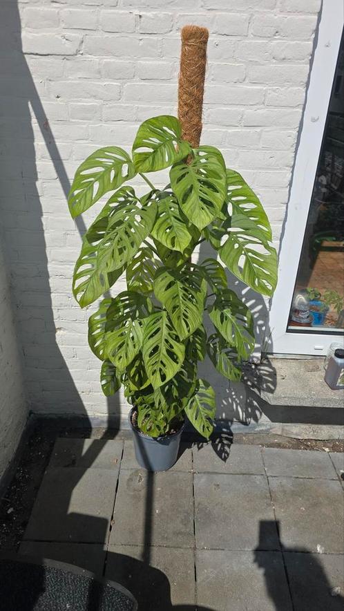 Grote Monstera Monkey Mask Adansonii Klimplant op Mosstok, Huis en Inrichting, Kamerplanten, Overige soorten, Ophalen of Verzenden