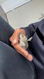 Hamster, Dieren en Toebehoren, Knaagdieren, Hamster, Vrouwelijk, Tam, September